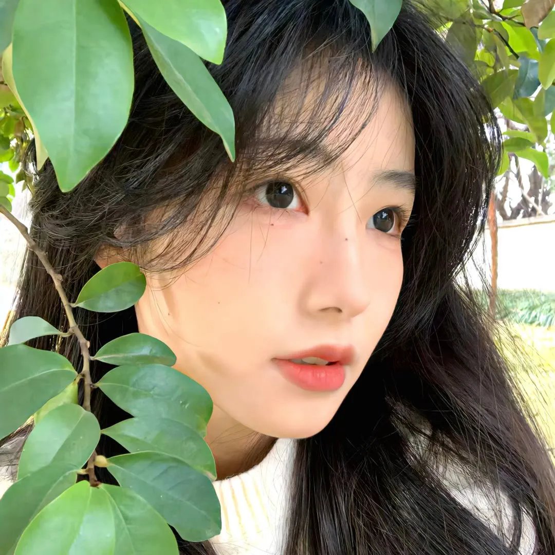 知更鸟